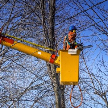 Tree Lopping Blacktown