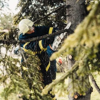 Tree Lopping Bondi Junction
