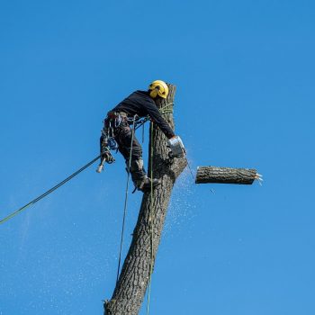 Tree Lopping Chatswood