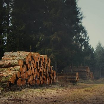 Tree Lopping Lili Field