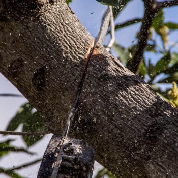 Tree Lopping Mosman